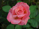 Mu Lan rose photo