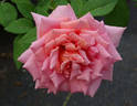 My Choice rose photo