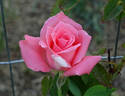 Nantucket rose photo