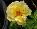Narzisse rose photo