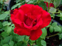 Opening Night ™ rose photo