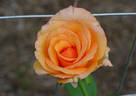 Out of Africa rose photo