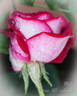 Myth rose photo