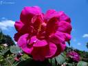 Pinbonson rose photo