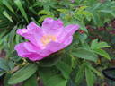 Poznanska rose photo