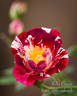 Roller Coaster rose photo