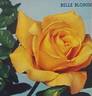 Belle Blonde rose photo