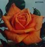 Bettina ® rose photo