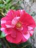 Brownie rose photo