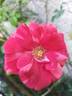 Brownie rose photo
