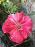 Brownie rose photo
