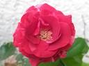 Brownie rose photo
