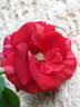 Brownie rose photo