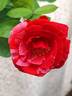 Brownie rose photo