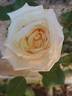 Château de la Bussière ® rose photo