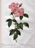 <i>Rosa indica fragrans simplex</i> Thory rose photo