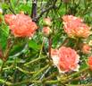 Orange King rose photo