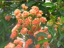 Orange King rose photo