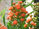Orange King rose photo