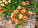 Orange King rose photo