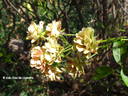 Orange King rose photo