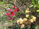 Orange King rose photo