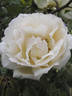 Traverser rose photo
