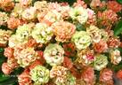 Orange King rose photo