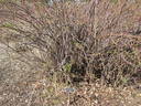 Ross Rambler rose photo