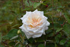 Mrs. Harold Brocklebank rose photo