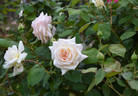 Mrs. Harold Brocklebank rose photo