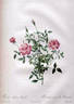 <i>Rosa indica</i> subtaxon <i>pumila</i> Redouté rose photo