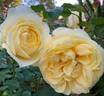 Larger Than Life rose photo