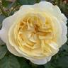 Larger Than Life rose photo