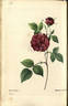 Bengale Ermite rose photo