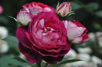 Belle de Segosa® rose photo