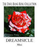 Dreamsicle ™ rose photo