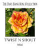 Twist N Shout rose photo