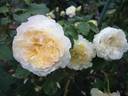 Nouchette rose photo