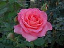 Picnic rose photo