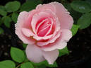 Pink Masterpiece rose photo