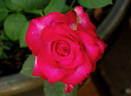 Pinnacle rose photo