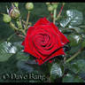 Good Morning Gorgeous rose photo
