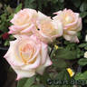 Angel Kisses rose photo