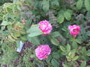 Pergolèse rose photo