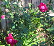 Princesse de Sagan rose photo