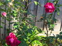 Princesse de Sagan rose photo