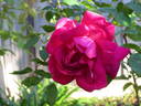 Princesse de Sagan rose photo