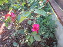 Princesse de Sagan rose photo