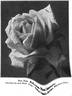 Madame Marcel Delanney rose photo
